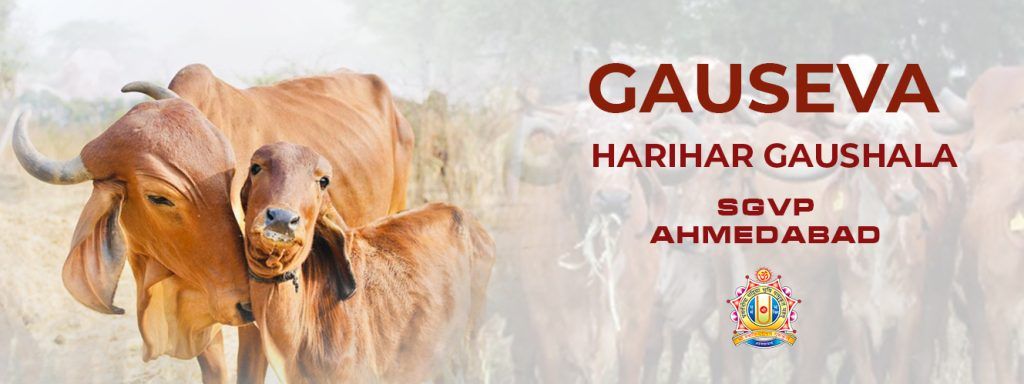 gauseva 1_f